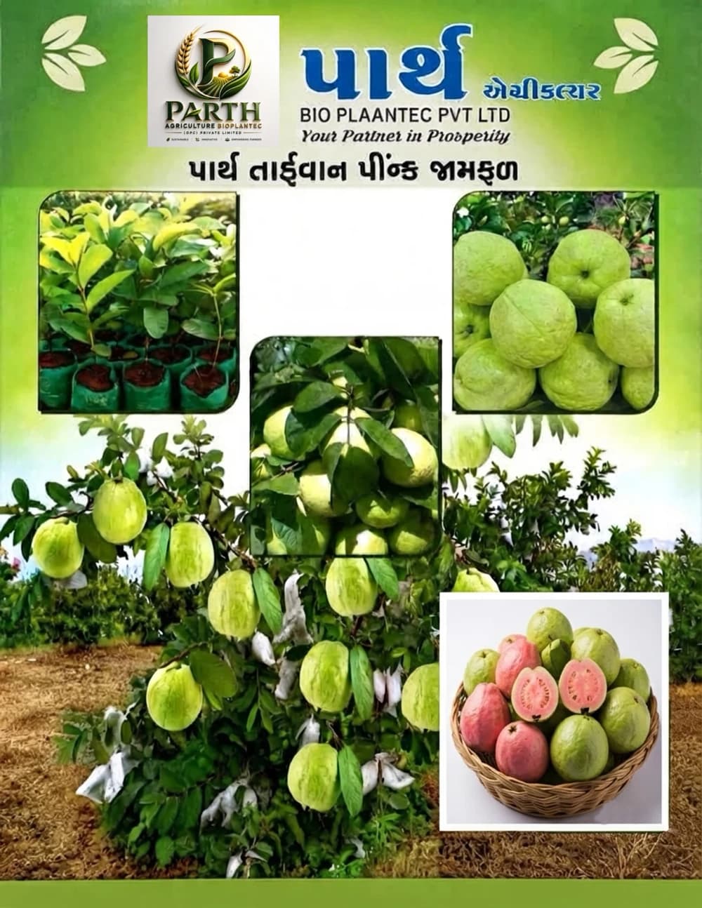 Taiwan Pink Guava — nursery, cluster and harvest photos