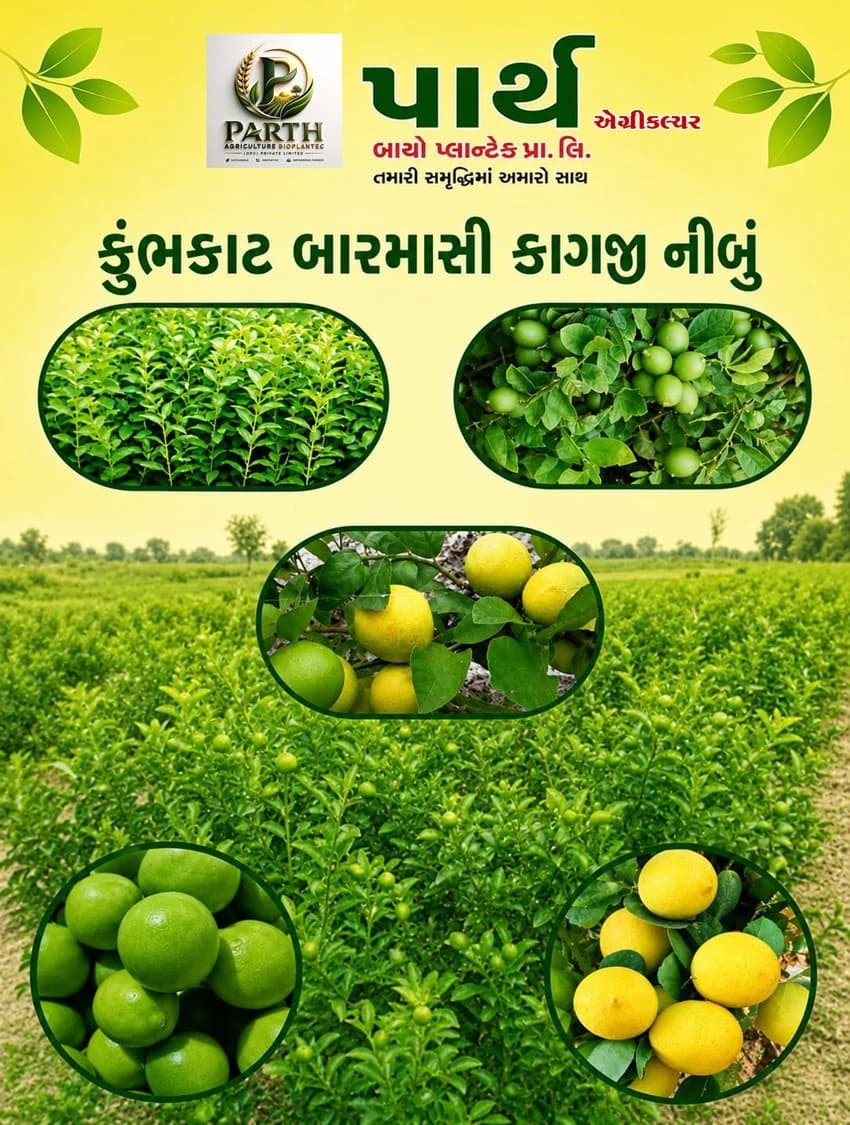 Kumbhkat Barmasi Kagji Lemon — plant and fruit photos