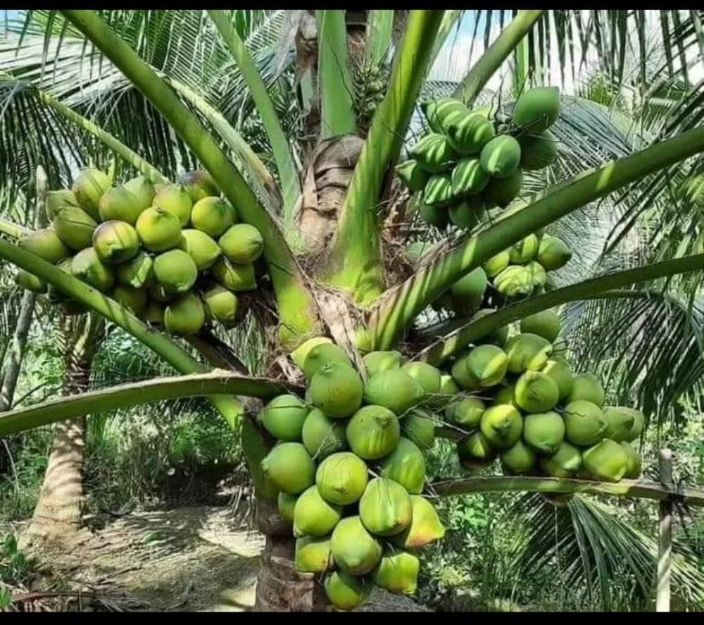 Palms