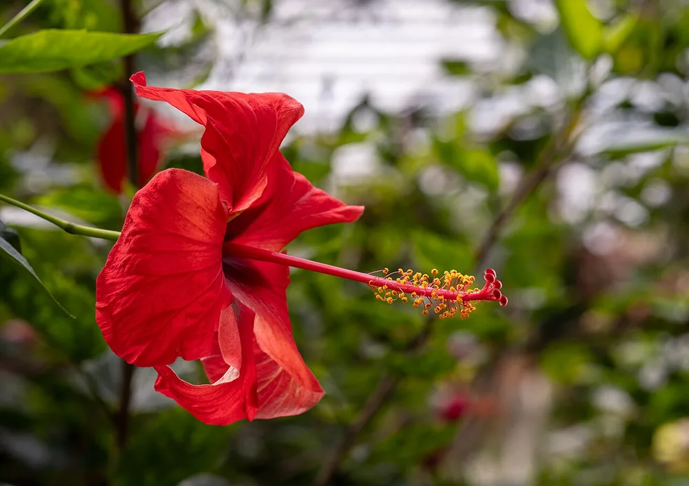 Flowering & Ornamental