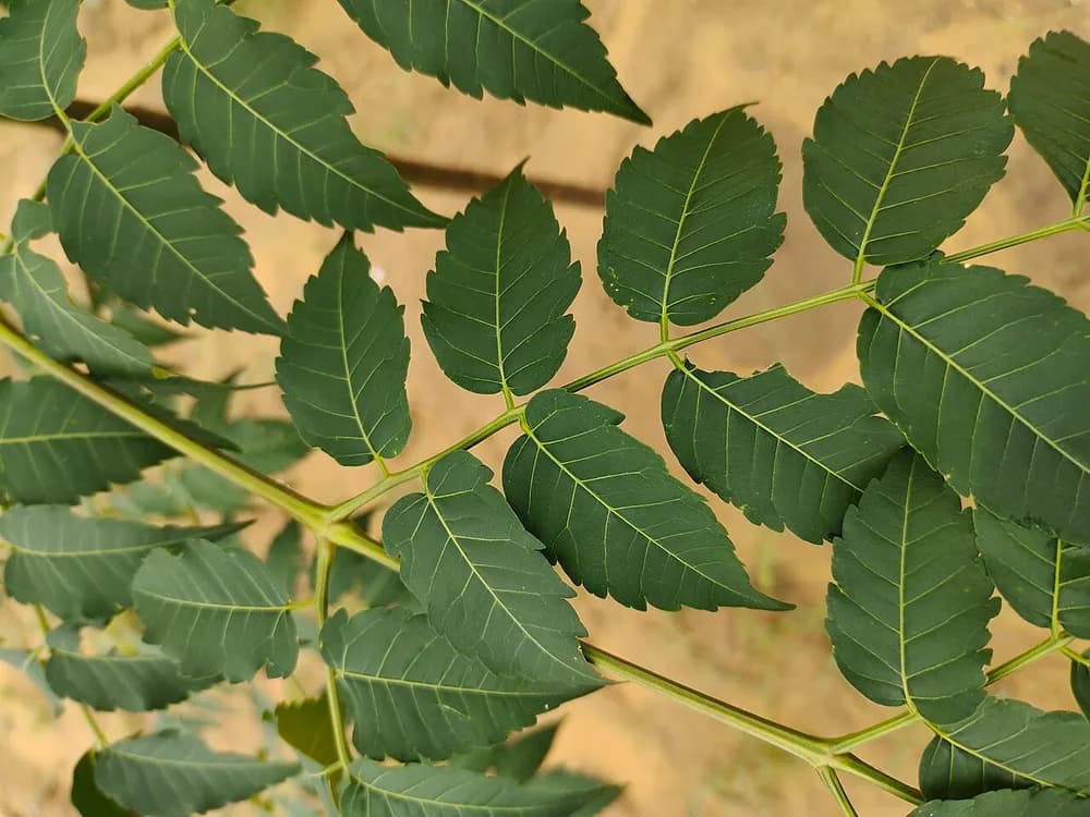 Malabar Neem