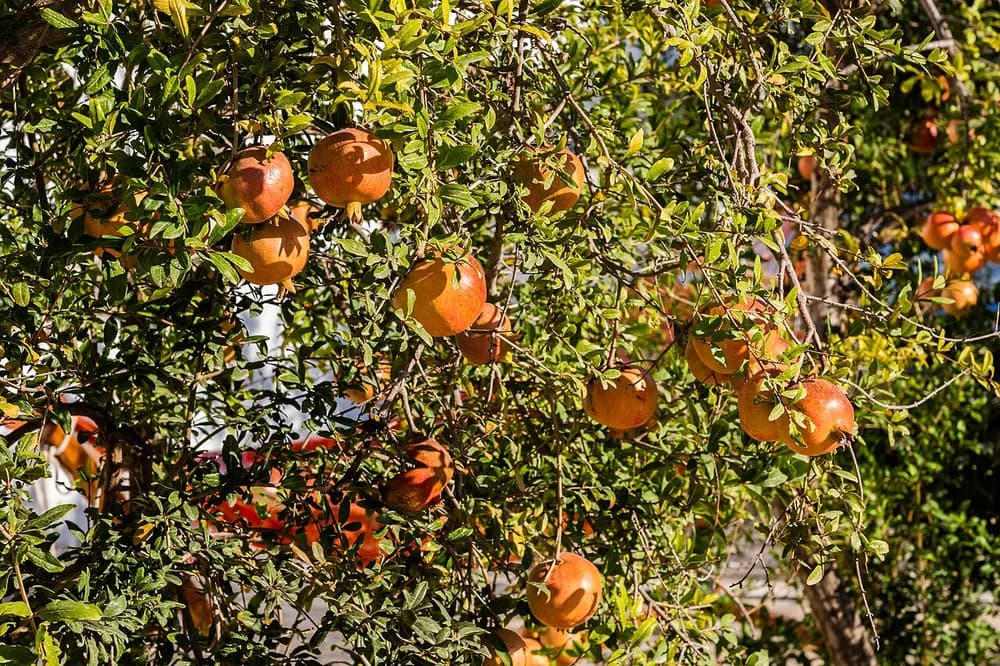 Fruit Plants