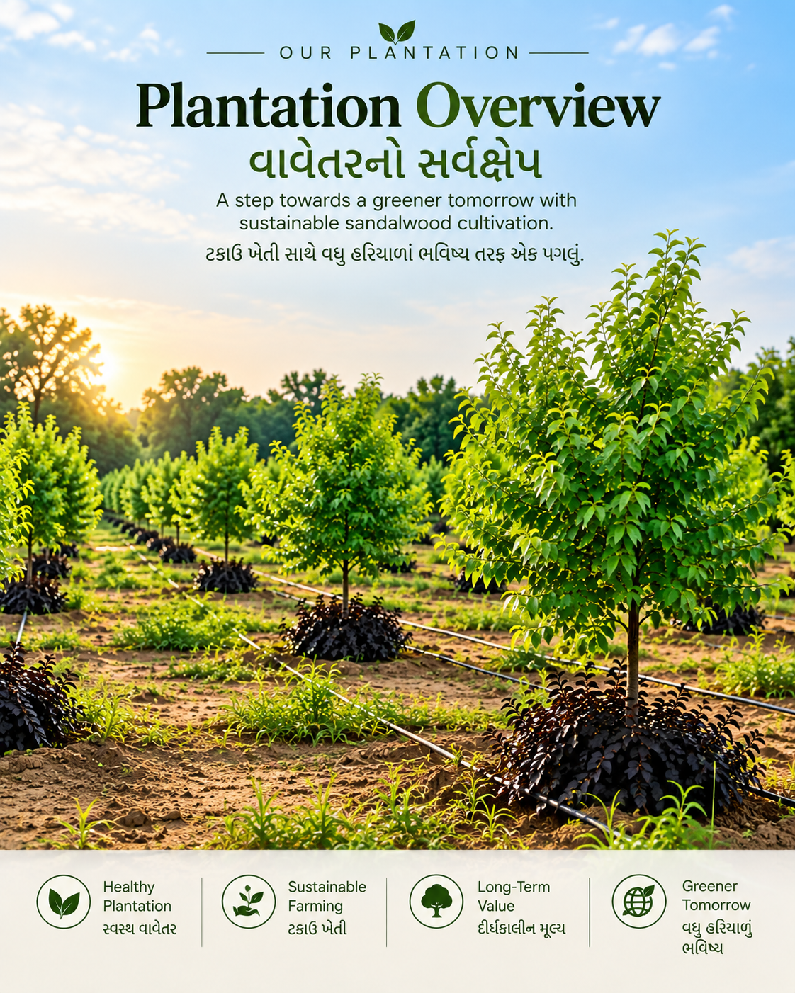Healthy Plantation, Greener Future
