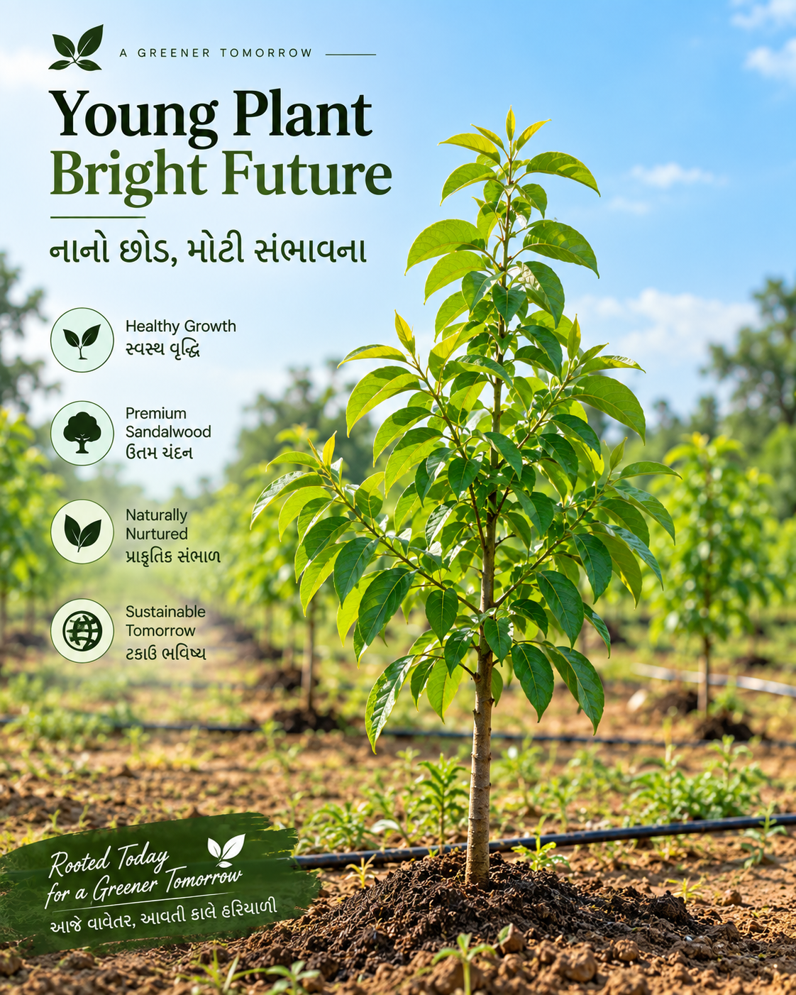 Young Plant, Bright Future