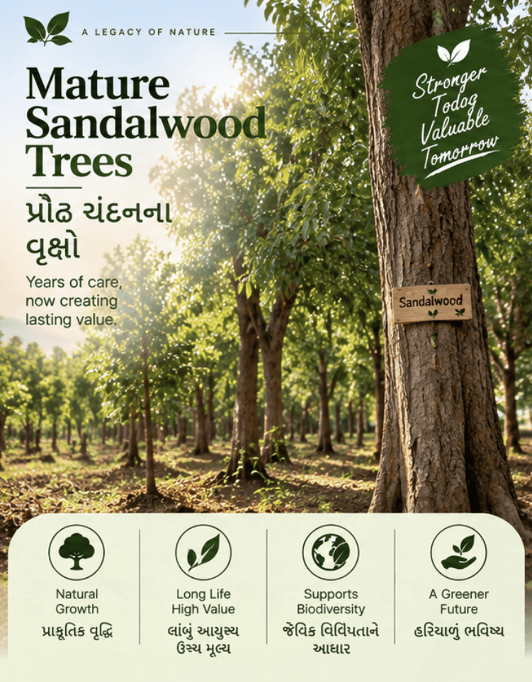 Strong Trees, Lasting Value