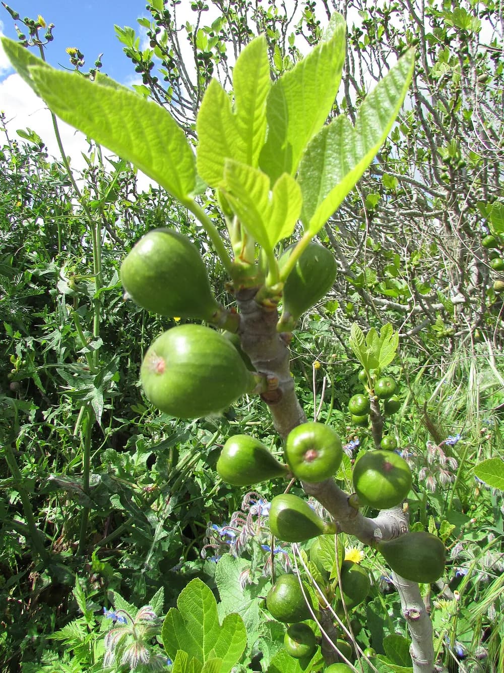 Fig (Anjeer)